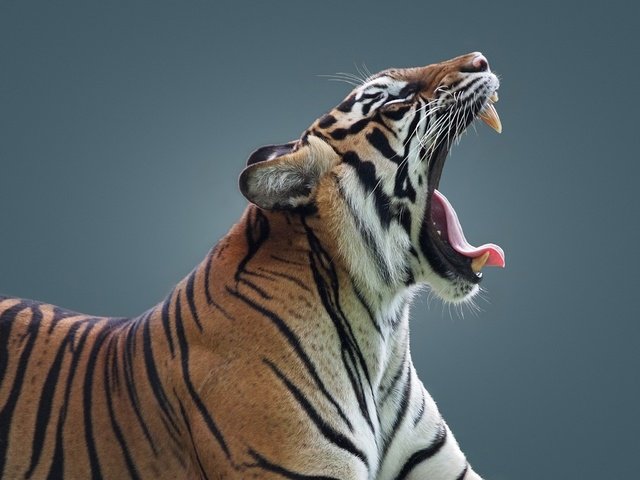 Обои тигр, клыки, профиль, язык, пасть, дикая кошка, tiger, fangs, profile, language, mouth, wild cat разрешение 2048x1536 Загрузить