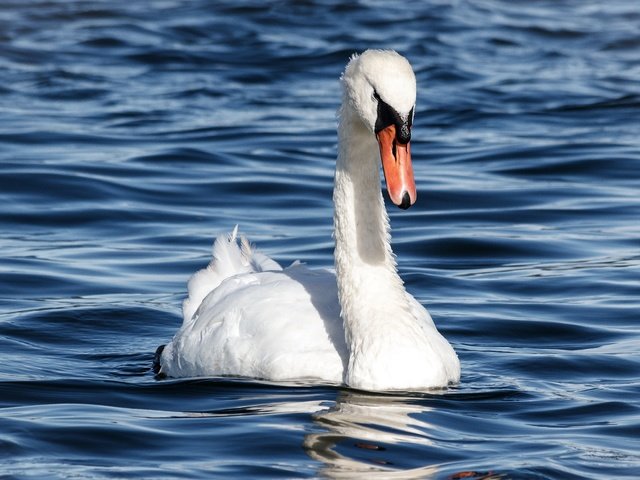 Обои белый, водоем, птица, голубой фон, лебедь, white, pond, bird, blue background, swan разрешение 2880x1620 Загрузить