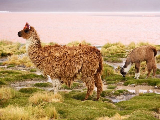 Обои чили, лама, млекопитающее, chile, lama, mammal разрешение 2048x1365 Загрузить