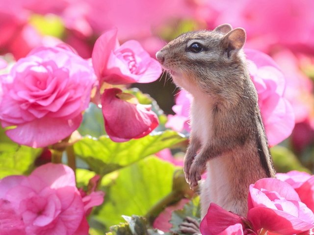 Обои цветы, бурундук, стойка, грызун, бегония, flowers, chipmunk, stand, rodent, begonia разрешение 2560x2229 Загрузить