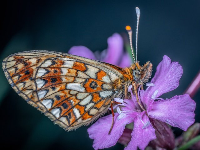 Обои цветок, бабочка, flower, butterfly разрешение 3500x2335 Загрузить