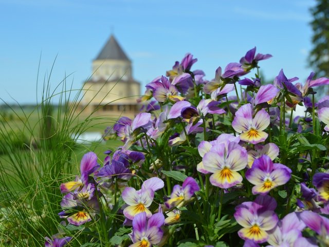 Обои цветы, природа, замок, башня, анютины глазки, клумба, боке, сиреневые, flowers, nature, castle, tower, pansy, flowerbed, bokeh, lilac разрешение 6016x4000 Загрузить