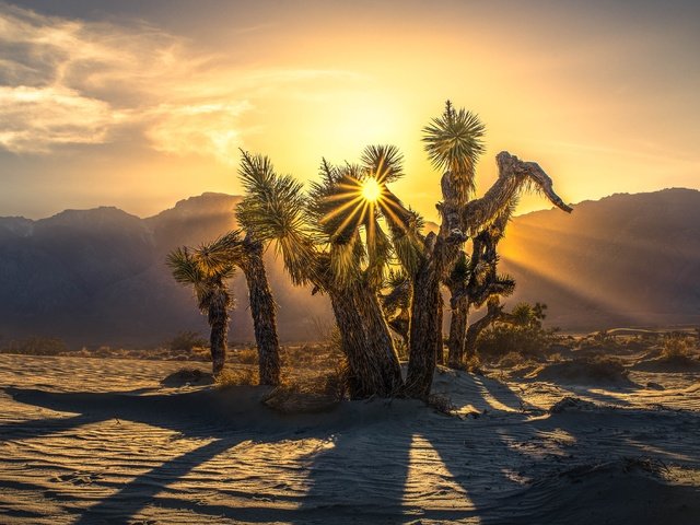 Обои деревья, горы, солнце, пустыня, дерево джошуа, trees, mountains, the sun, desert, joshua tree разрешение 4005x2684 Загрузить