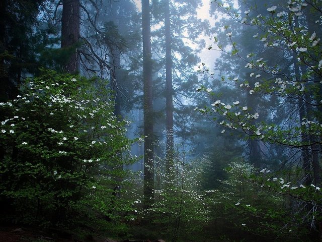 Обои деревья, природа, лес, утро, секвойя, trees, nature, forest, morning, sequoia разрешение 1920x1080 Загрузить