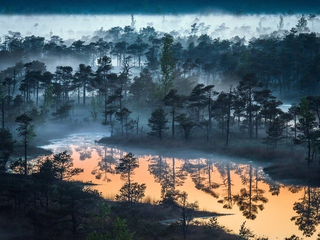 Обои деревья, река, природа, лес, туман, trees, river, nature, forest, fog разрешение 1920x1200 Загрузить