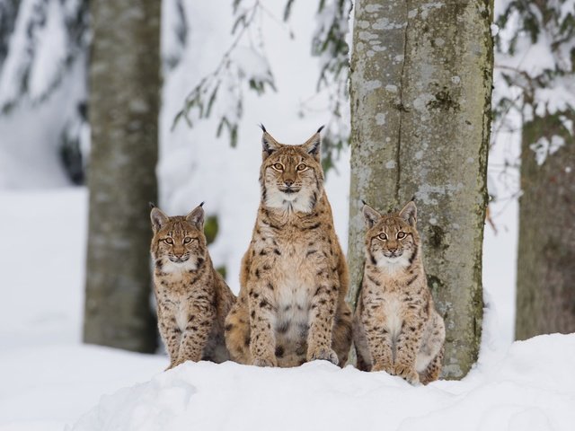 Обои деревья, снег, лес, зима, рысь, взгляд, рыси, рысята, trees, snow, forest, winter, lynx, look, the lynx разрешение 2000x1335 Загрузить