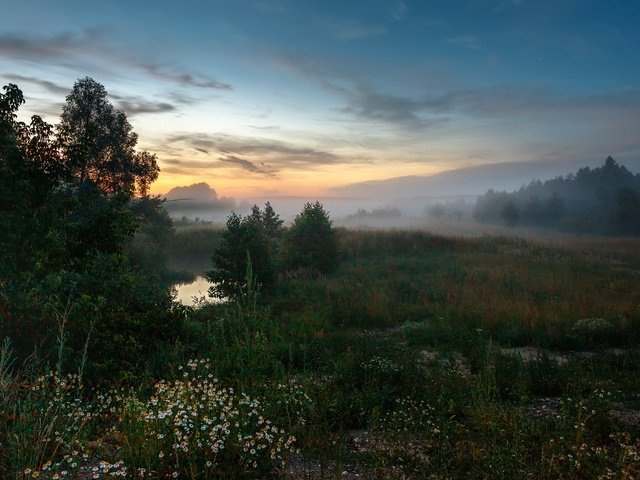 Обои деревья, вечер, природа, пейзаж, туман, луг, травы, trees, the evening, nature, landscape, fog, meadow, grass разрешение 1920x1200 Загрузить