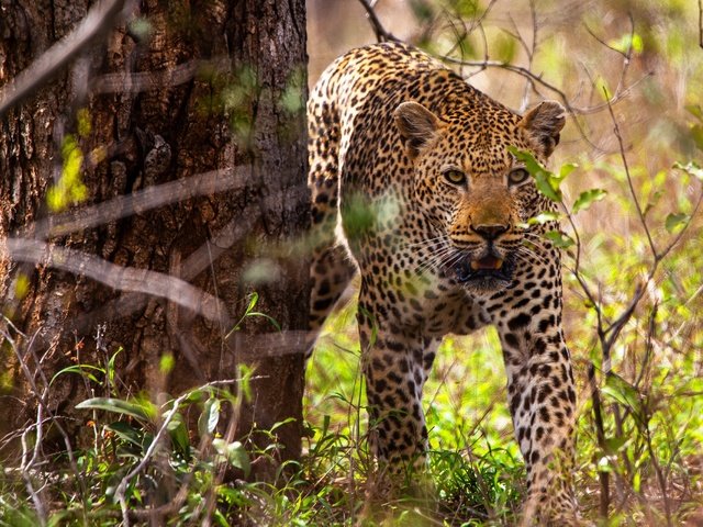 Обои дерево, листья, леопард, боке, tree, leaves, leopard, bokeh разрешение 2560x1707 Загрузить