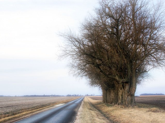 Обои дорога, деревья, туман, road, trees, fog разрешение 3840x2160 Загрузить