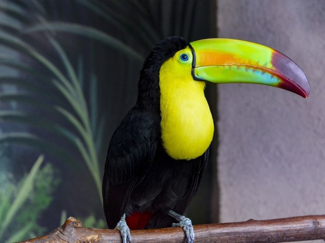 Обои фон, птица, тукан, клюв, оперение, background, bird, toucan, beak, tail разрешение 3840x2563 Загрузить