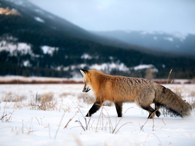 Обои горы, снег, природа, зима, поле, рыжая, лиса, прогулка, mountains, snow, nature, winter, field, red, fox, walk разрешение 2000x1333 Загрузить