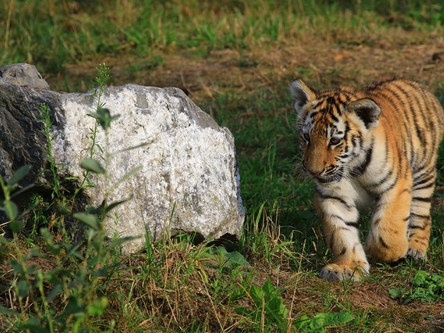 Обои камень, прогулка, тигренок, stone, walk, tiger разрешение 3840x2160 Загрузить