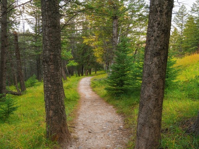 Обои лес, дорожка, тропинка, сосны, ели, forest, track, path, pine, ate разрешение 3840x2160 Загрузить