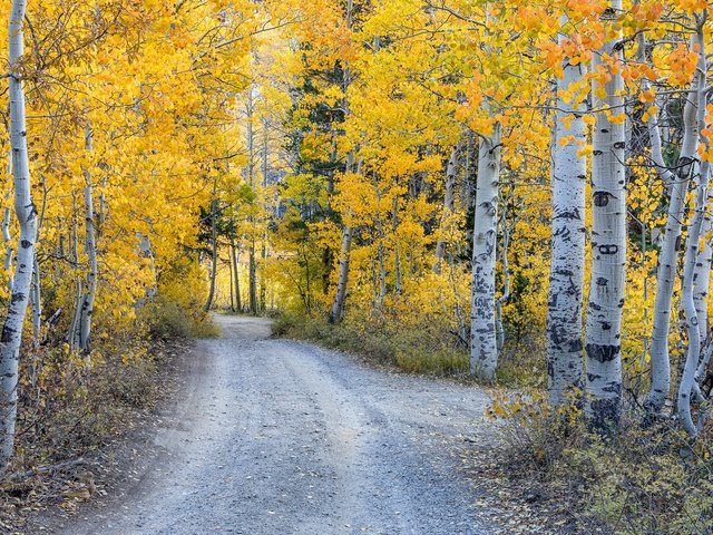 Обои лес, осень, forest, autumn разрешение 2048x1300 Загрузить