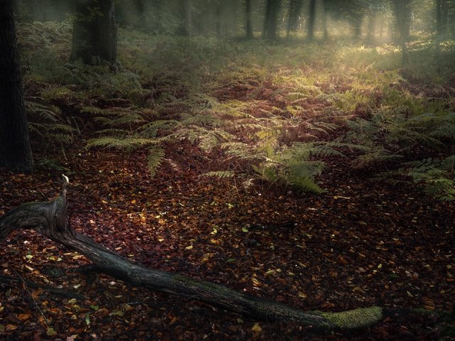 Обои лес, туман, forest, fog разрешение 3840x2160 Загрузить