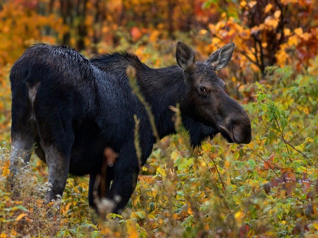 Обои лес, взгляд, осень, лось, forest, look, autumn, moose разрешение 3000x2000 Загрузить