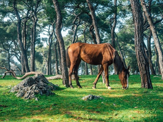 Обои лошадь, деревья, природа, лес, стволы, конь, horse, trees, nature, forest, trunks разрешение 6000x4000 Загрузить