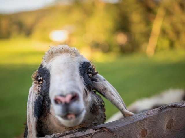 Обои морда, фон, овца, face, background, sheep разрешение 6144x4101 Загрузить