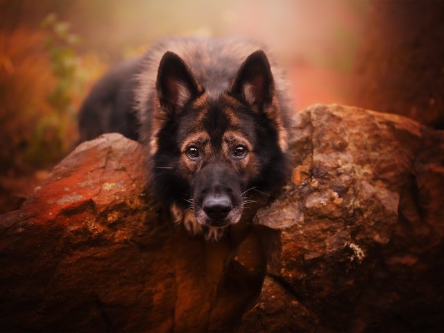 Обои морда, камни, взгляд, собака, немецкая овчарка, face, stones, look, dog, german shepherd разрешение 2048x1365 Загрузить