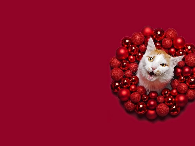 Обои круг, морда, красный фон, новый год, шары, кот, кошка, шарики, рыжий, праздник, рождество, round, face, red background, new year, balls, cat, red, holiday, christmas разрешение 2000x1125 Загрузить