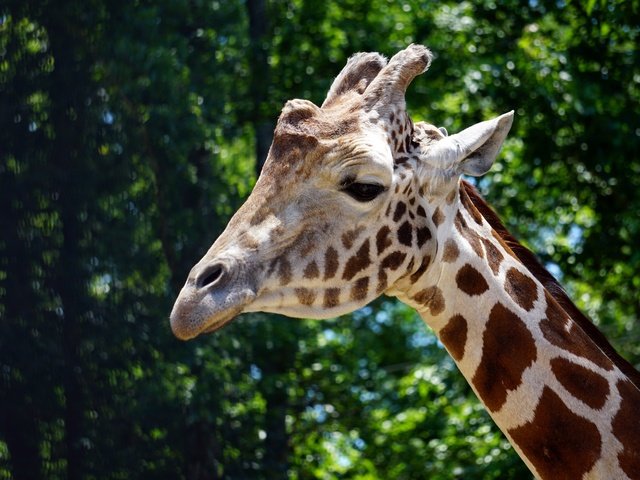 Обои морда, темный фон, жираф, портет, face, the dark background, giraffe, portet разрешение 6000x4000 Загрузить