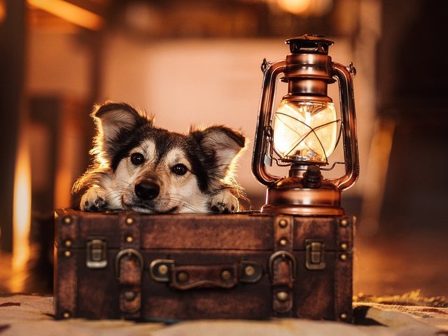 Обои морда, взгляд, лампа, собака, фонарь, чемодан, face, look, lamp, dog, lantern, suitcase разрешение 2048x1365 Загрузить