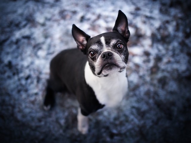 Обои морда, взгляд, собака, бостон-терьер, face, look, dog, boston terrier разрешение 2048x1365 Загрузить