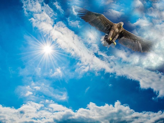 Обои небо, облака, солнце, рендеринг, орел, птица, размах крыльев, the sky, clouds, the sun, rendering, eagle, bird, wingspan разрешение 3840x2553 Загрузить