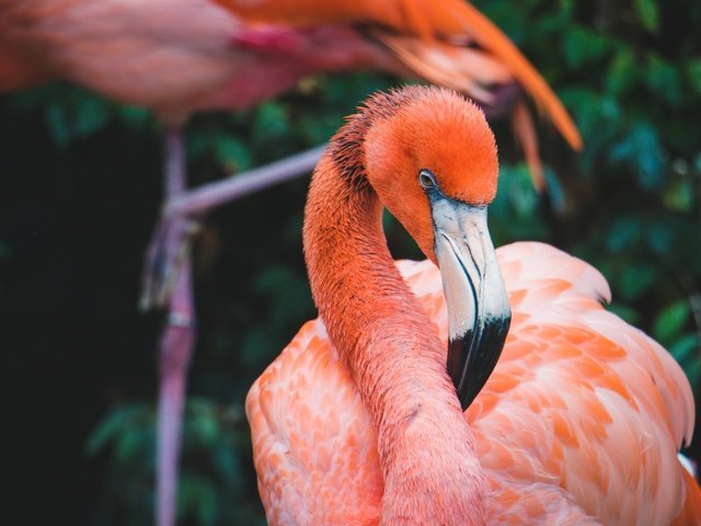 Обои фламинго, птица, темный фон, розовый фламинго, flamingo, bird, the dark background, pink flamingos разрешение 5762x4000 Загрузить