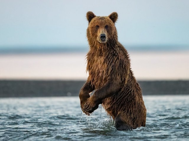 Обои природа, медведь, зверь, бурый медведь, в воде, nature, bear, beast, brown bear, in the water разрешение 3840x2160 Загрузить