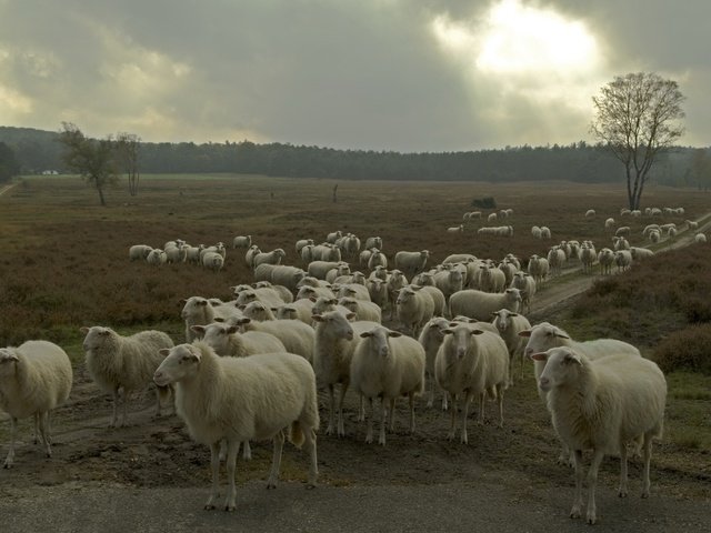 Обои природа, овцы, стадо, nature, sheep, the herd разрешение 2047x1356 Загрузить