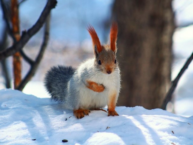 Обои снег, лес, взгляд, белка, snow, forest, look, protein разрешение 1920x1280 Загрузить