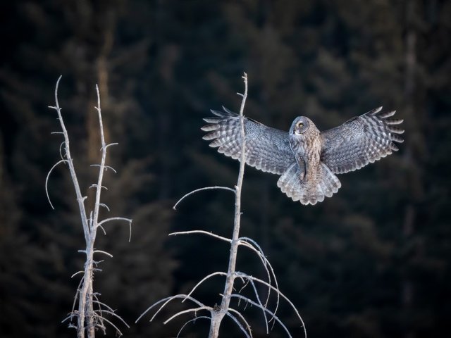 Обои сова, лес, полет, ветки, птица, темный фон, неясыть, owl, forest, flight, branches, bird, the dark background разрешение 2400x1600 Загрузить