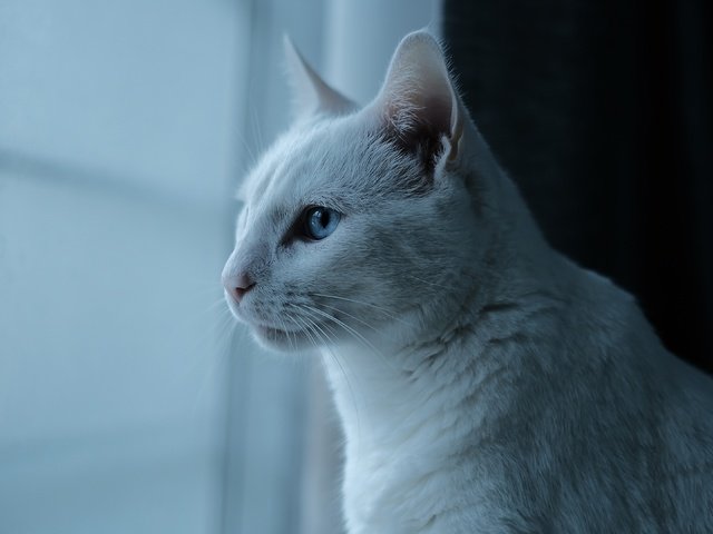 Обои шторы, кот, кошка, профиль, окно, голубые глаза, curtains, cat, profile, window, blue eyes разрешение 3840x2160 Загрузить