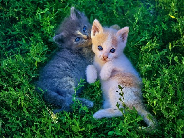 Обои свет, рыжий, трава, лежат, зелень, лапки, взгляд, котенок, серый, кошки, котята, light, red, grass, lie, legs, greens, look, kitty, grey, cats, kittens разрешение 2560x1440 Загрузить
