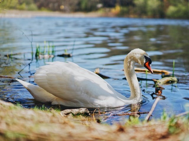 Обои свет, вода, берег, белый, водоем, птица, пруд, лебедь, light, water, shore, white, pond, bird, swan разрешение 5056x3366 Загрузить