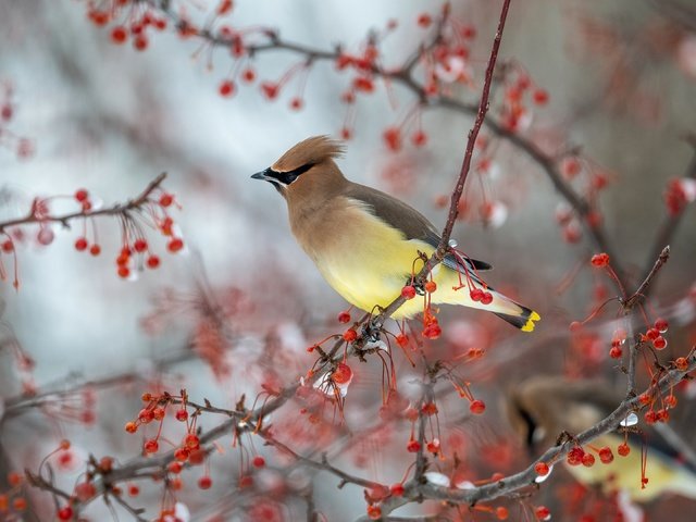 Обои ветки, птицы, птица, ягоды, боке, свиристель, свиристели, branches, birds, bird, berries, bokeh, the waxwing, waxwings разрешение 3840x2160 Загрузить