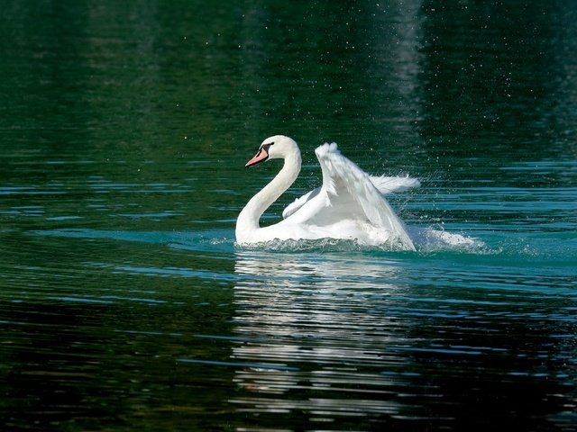 Обои вода, белый, водоем, птица, плавание, лебедь, взмах крыльев, зеленая вода, water, white, pond, bird, swimming, swan, flap, green water разрешение 3840x2160 Загрузить