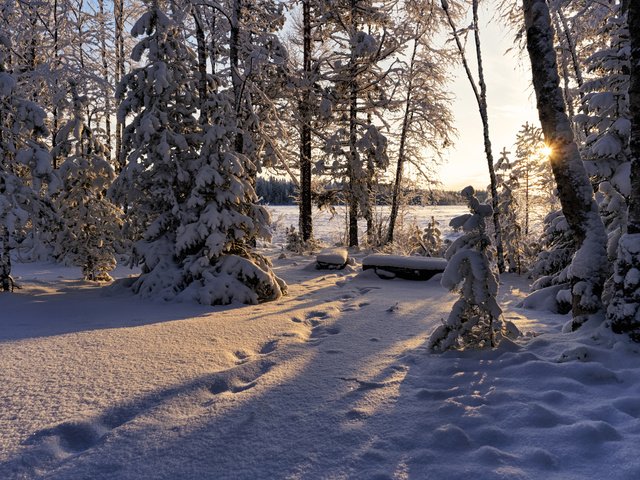 Обои снег, зима, зимний лес, snow, winter, winter forest разрешение 4524x3393 Загрузить