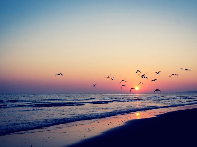 Обои небо, берег, закат, море, песок, горизонт, рассвет, птицы, the sky, shore, sunset, sea, sand, horizon, dawn, birds разрешение 2560x1600 Загрузить