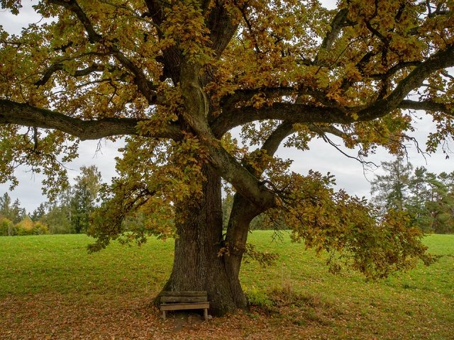 Обои дерево, осень, скамья, tree, autumn, bench разрешение 3840x2160 Загрузить