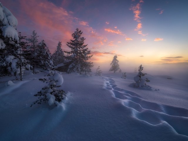 Обои деревья, снег, зима, следы, сугробы, норвегия, рингерике, trees, snow, winter, traces, the snow, norway, ringerike разрешение 2048x1367 Загрузить