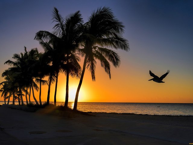 Обои вечер, пальмы, птица, the evening, palm trees, bird разрешение 2048x1367 Загрузить