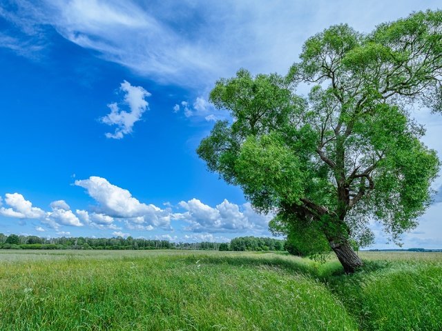 Обои небо, природа, дерево, лето, the sky, nature, tree, summer разрешение 3840x2160 Загрузить