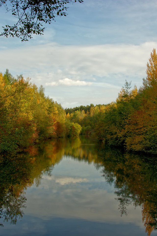 Обои облака, деревья, вода, лес, clouds, trees, water, forest разрешение 1920x1200 Загрузить