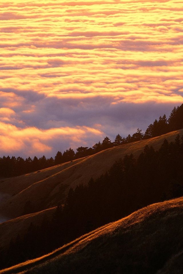 Обои небо, деревья, холмы, поля, туман, леса, the sky, trees, hills, field, fog, forest разрешение 1999x1333 Загрузить