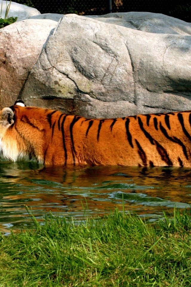 Обои тигр, водоем, купание, tiger, pond, bathing разрешение 1920x1200 Загрузить