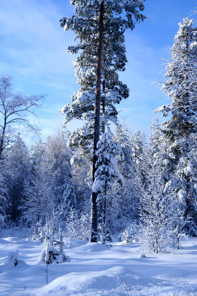 Обои снег, лес, зима, много, snow, forest, winter, a lot разрешение 1920x1200 Загрузить