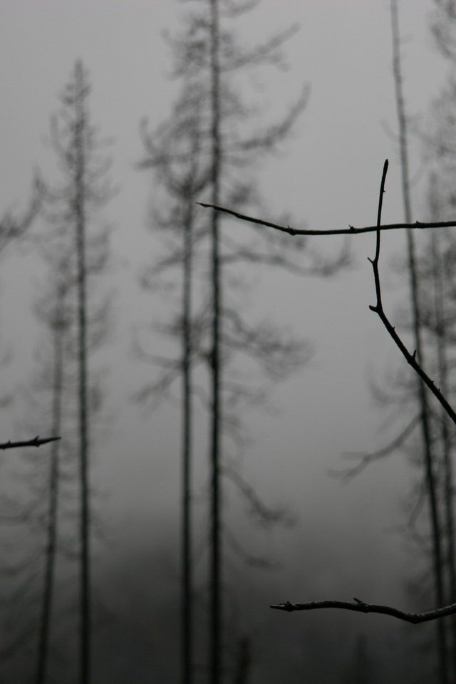 Обои деревья, туман, ветки, vetki, derevya, tuman, trees, fog, branches разрешение 1920x1440 Загрузить