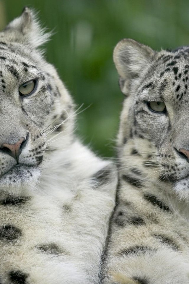 Обои взгляд, белый, леопарды, снежный барс, ирбис, look, white, leopards, snow leopard, irbis разрешение 1920x1200 Загрузить